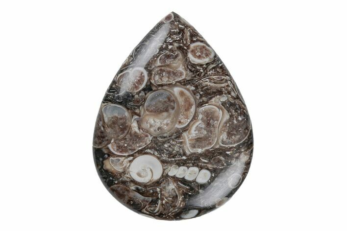 Polished Fossil Turritella Agate Cabochon - Wyoming #219227